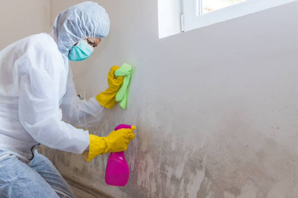 Reliable Fruitridge Pocket, CA Mold Removal Services Solutions